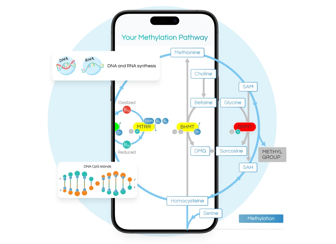 methylation
