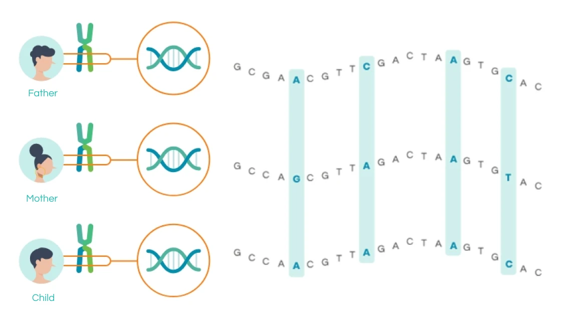 Geneus DNA วิเคราะห์ผลอย่างไร